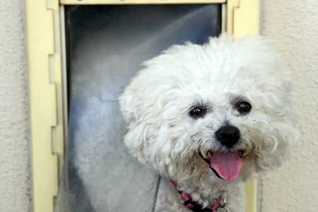 Dog Door Repair